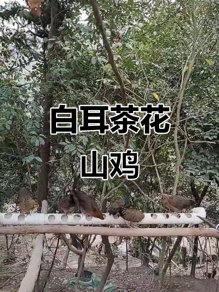 海南白耳茶花山鸡,体重一斤8两