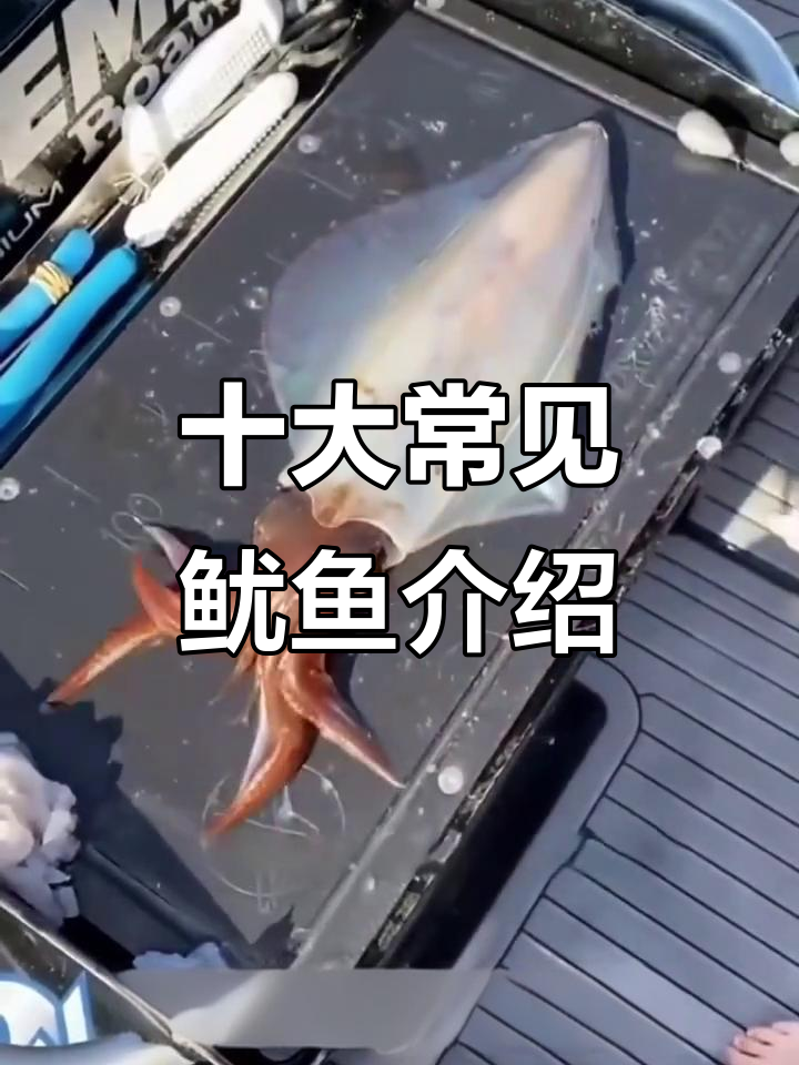 带你了解十种不同鱿鱼,看看你吃过几种?