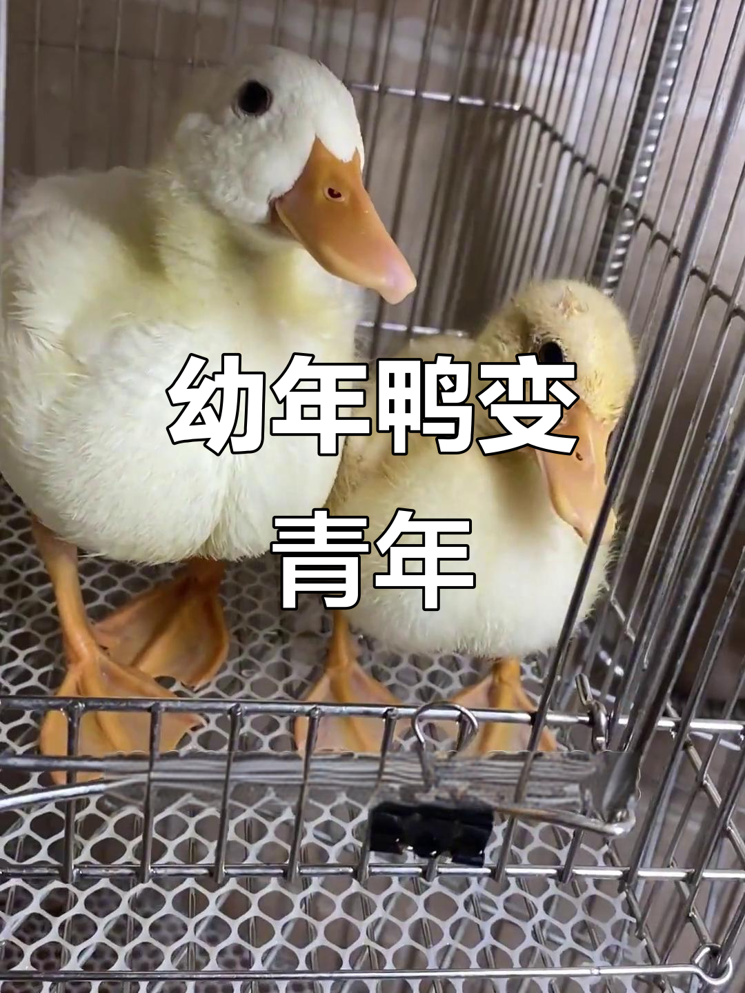 小鸭成长记:从鸟笼到青年鸭,脱温后的新变化