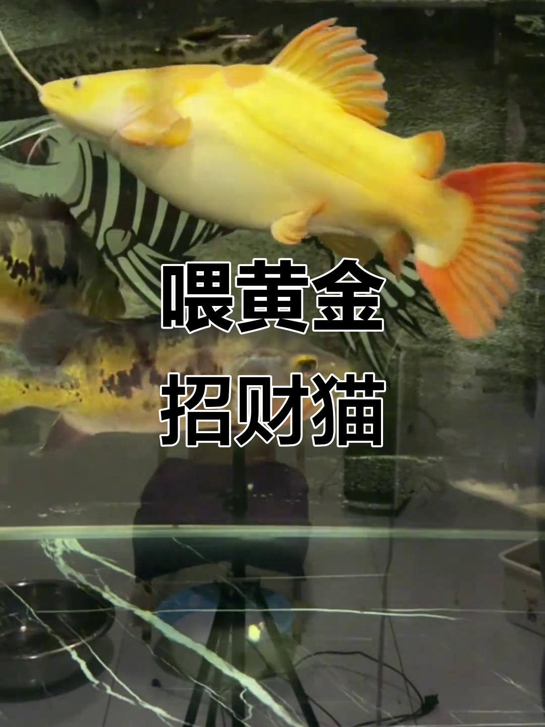 黄金招财猫鱼喂食日常,生活小碎片