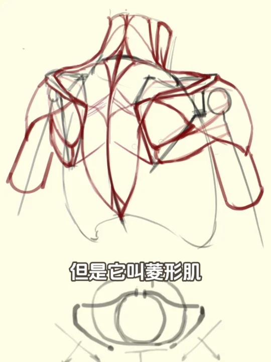 后背怎么画后背的构造与肌肉表现要点!