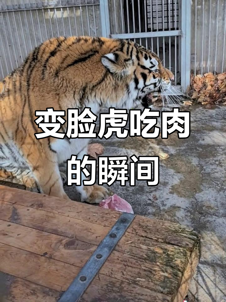 东北虎吃肉前后变脸，可爱到凶猛只需一瞬