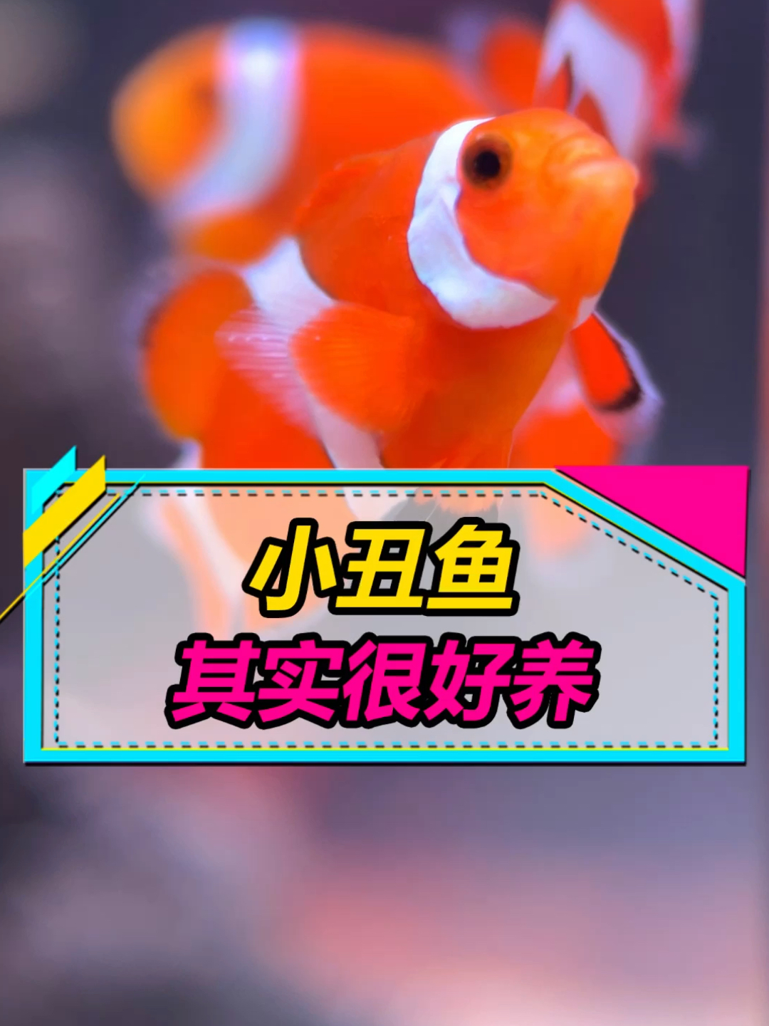 经过4个月的尝试饲养,小丑鱼其实非常好养