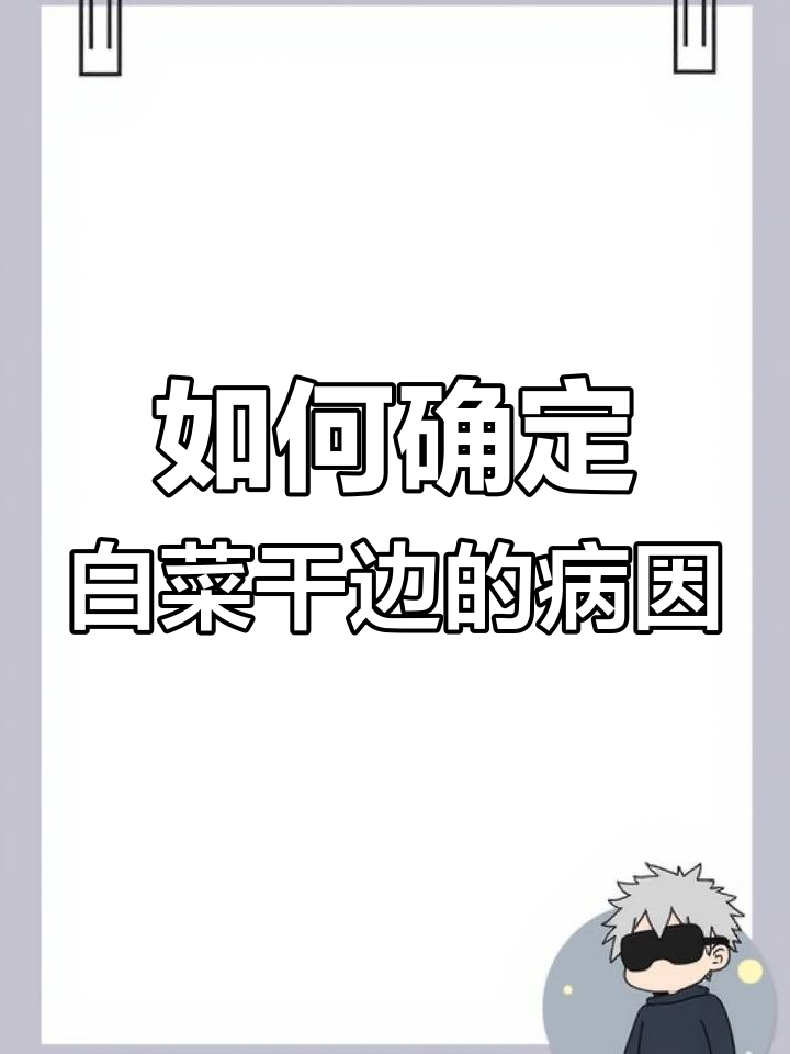 白菜叶干边原因分析，如何判断并治疗？