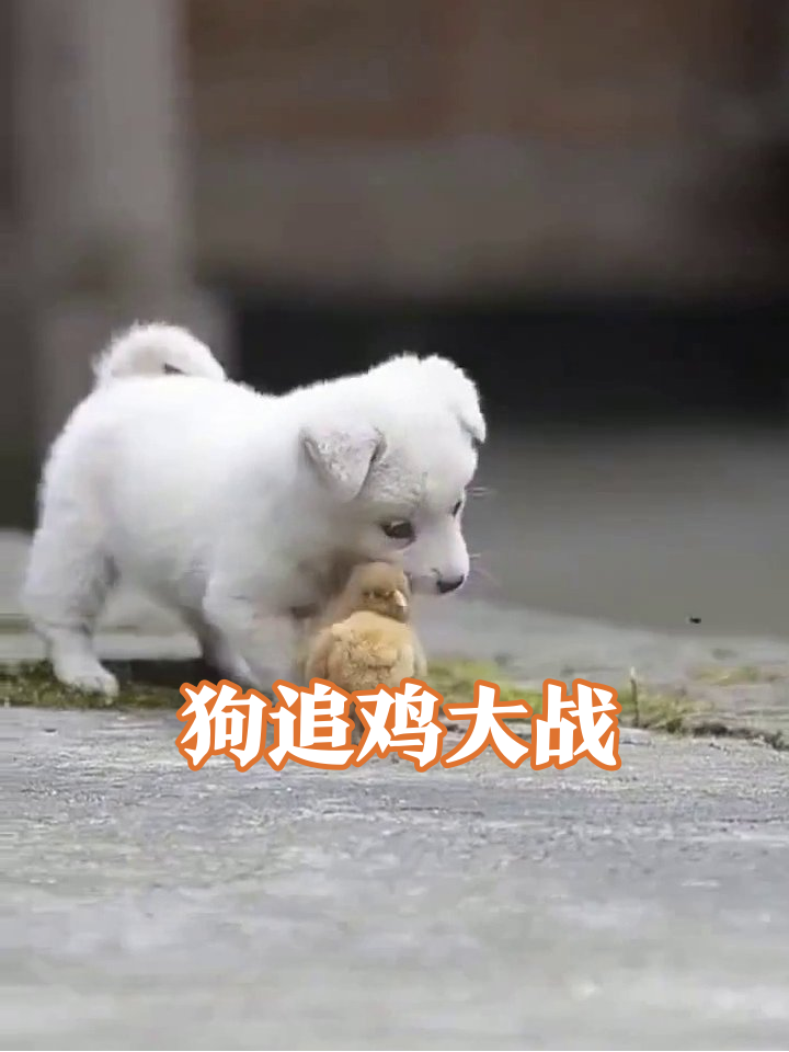 小狗把小鸡当毛绒玩具狂啃,鸡仔吓得满街跑!