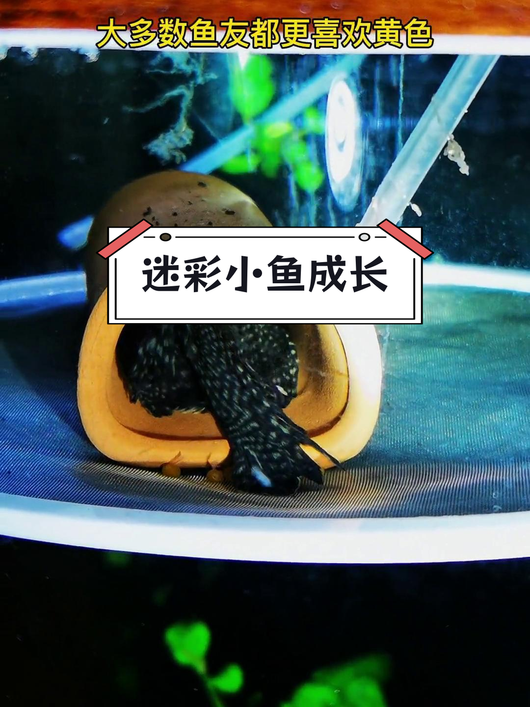 迷彩大帆鱼繁殖记