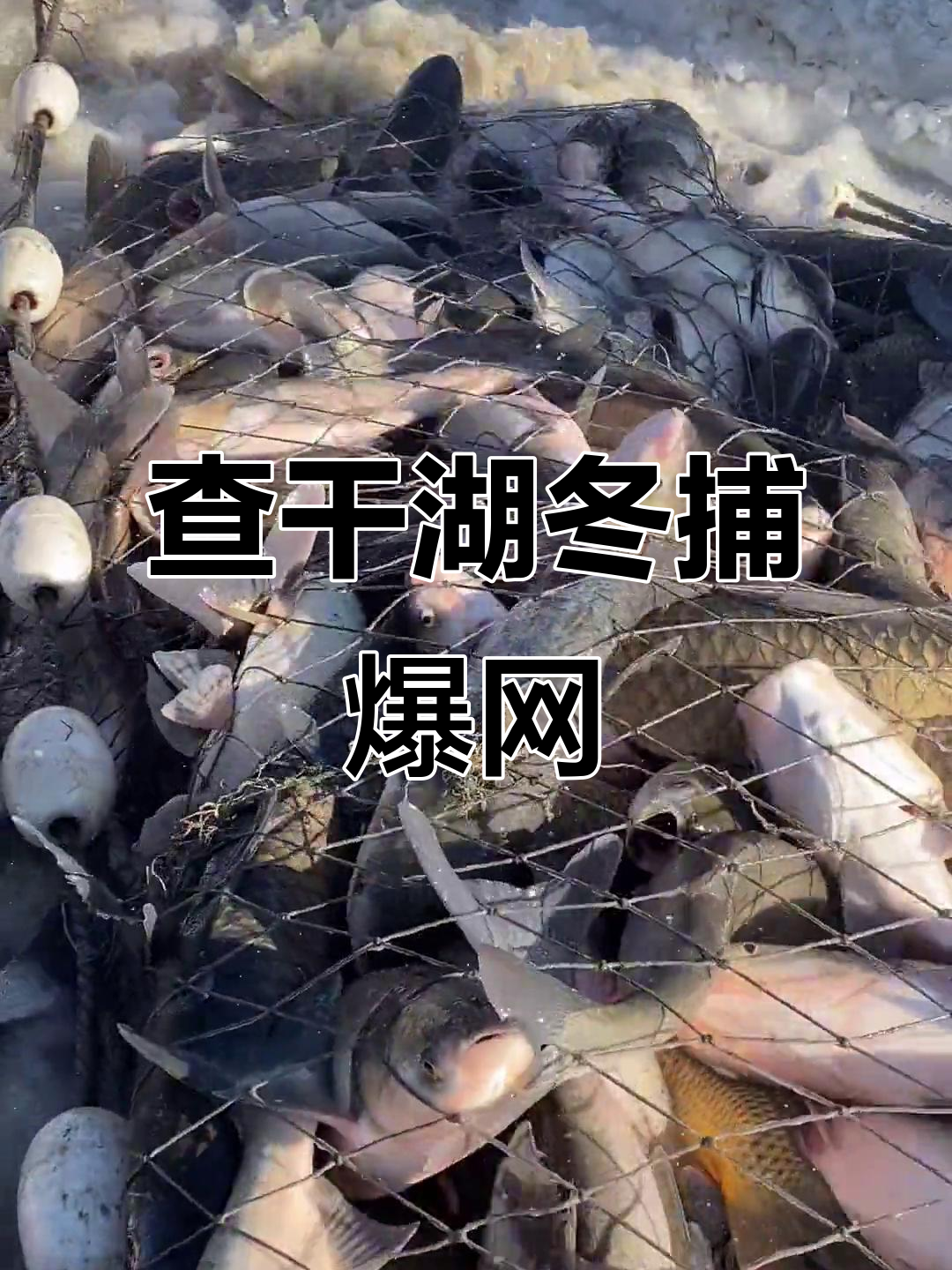 查干湖冬季捕鱼大爆发,网眼四寸捞起数十万斤草鲤
