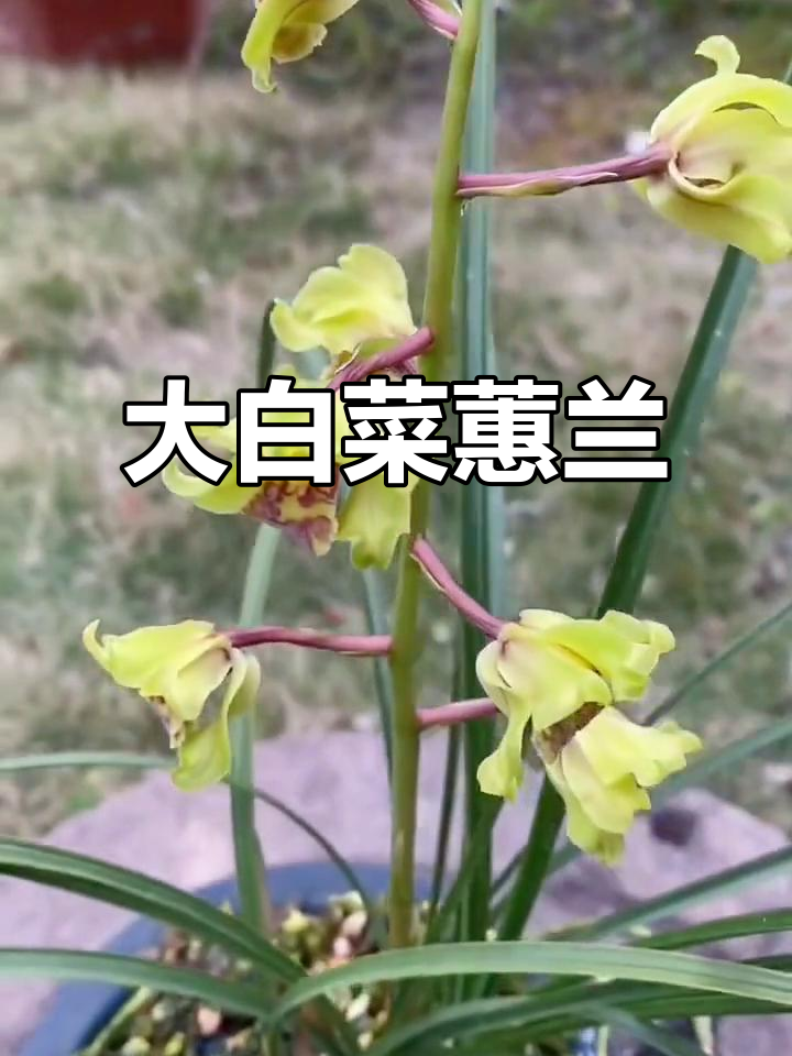 蕙兰名品大白菜,兰花中的珍稀之选