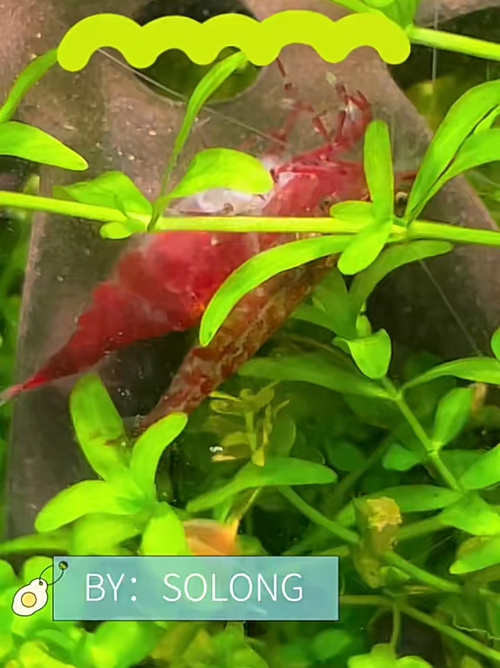 樱花虾繁殖