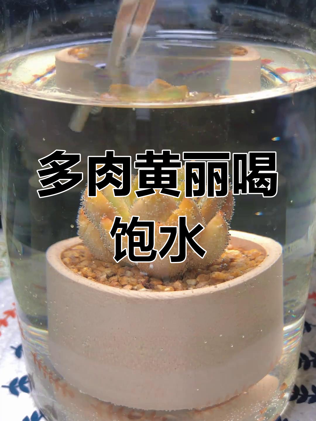 黄丽多肉喝水变美,叶片恢复饱满有弹性