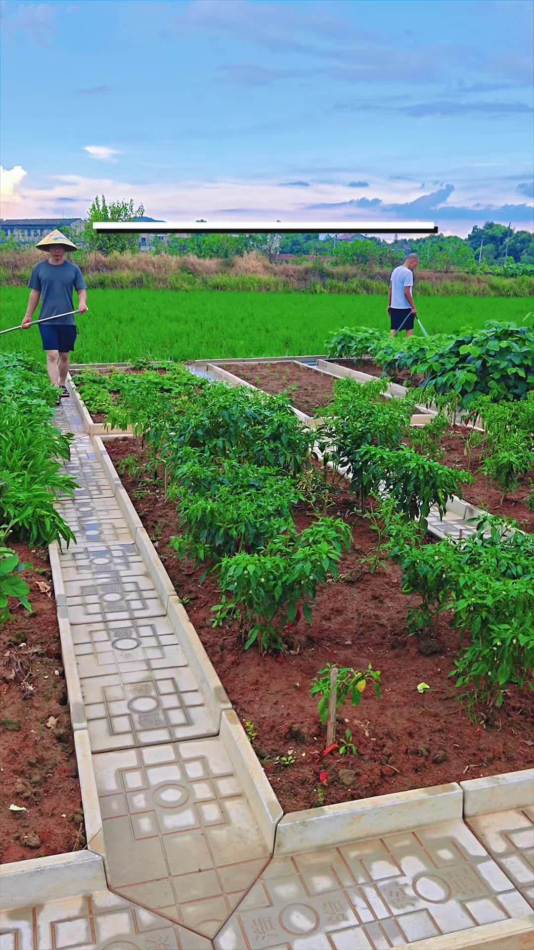 菜沟板 小院改造 庭院设计 菜园 小菜园