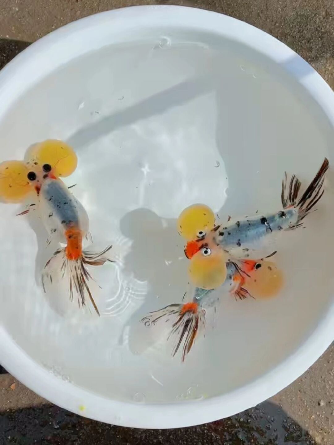 精品水泡眼金鱼,五花水泡