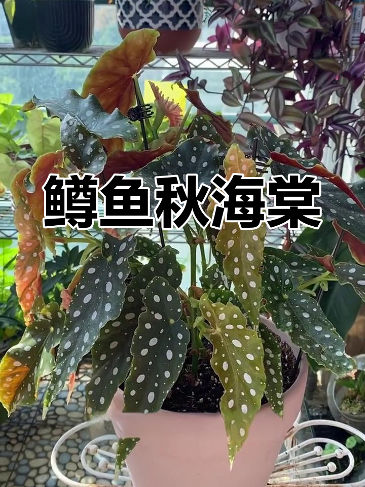 鳟鱼秋海棠,叶片如游鱼般灵动,夏季迅速长成丰满植株