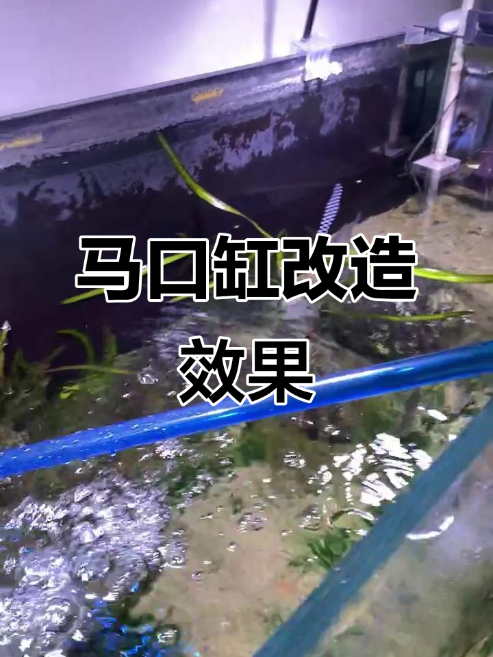 马口鱼防跳网裁掉,水质大提升!