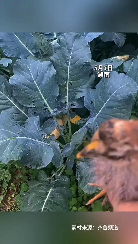 女子带小鸡给自己种的菜捉虫，“它特别爱吃虫 而且比较听话”，网友：小鸡也是吃上“自助餐”了