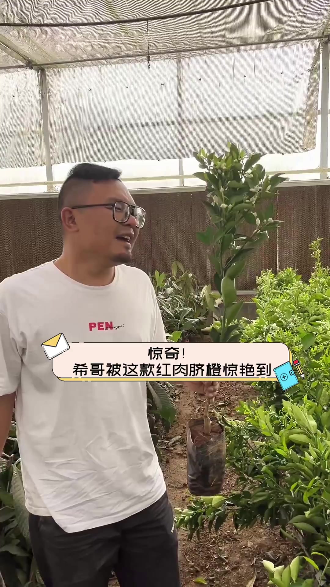 惊奇!希哥被这款红肉脐橙惊艳到