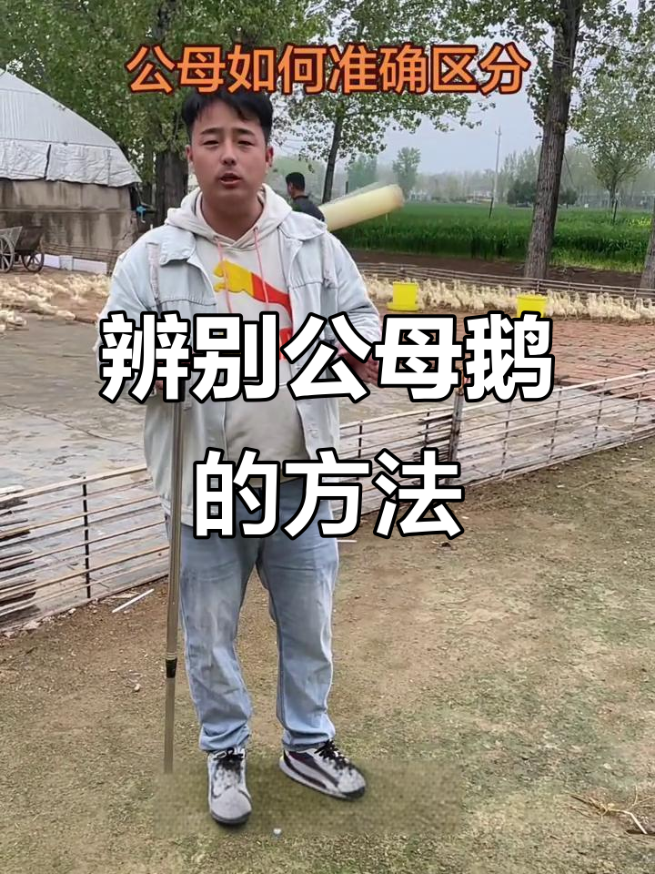 公母鹅分辨技巧大揭秘,外观特征全解析