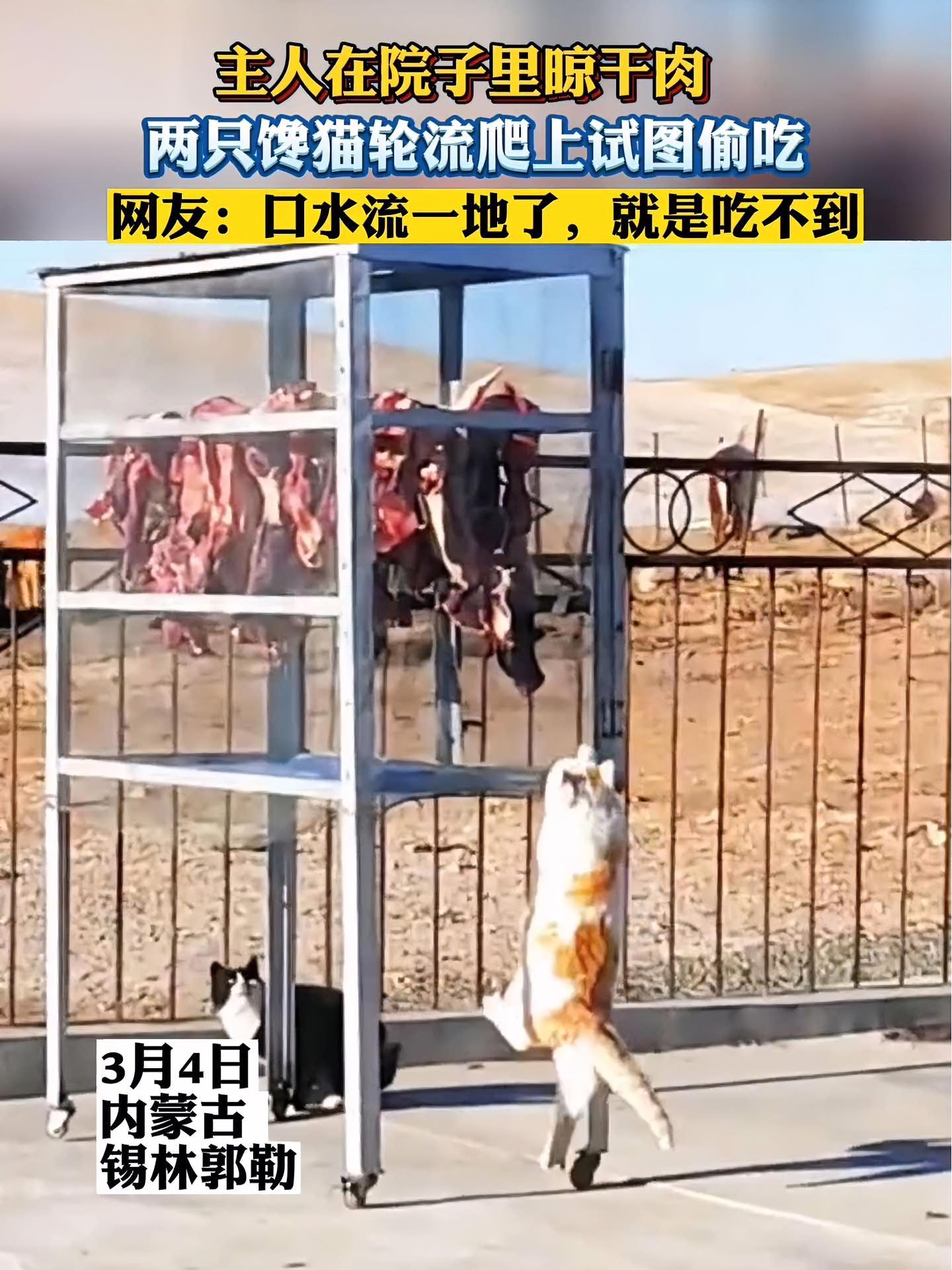 主人在院子里晾干肉,两只馋猫轮流爬上试图偷吃,网友:口水流一地了,就是吃不到 吃货的世界你