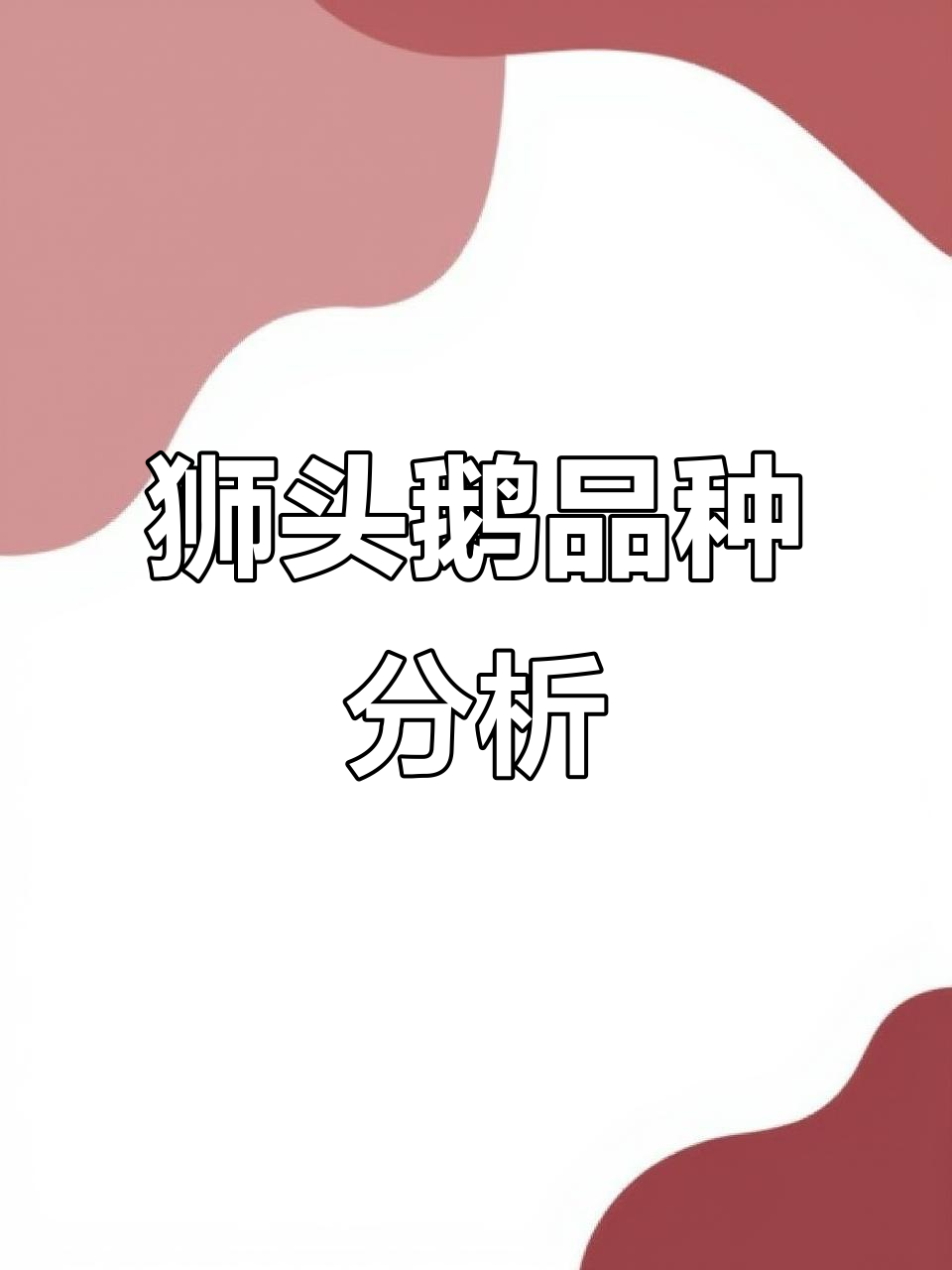 狮头鹅品种揭秘:特大种与普通种的成长差异