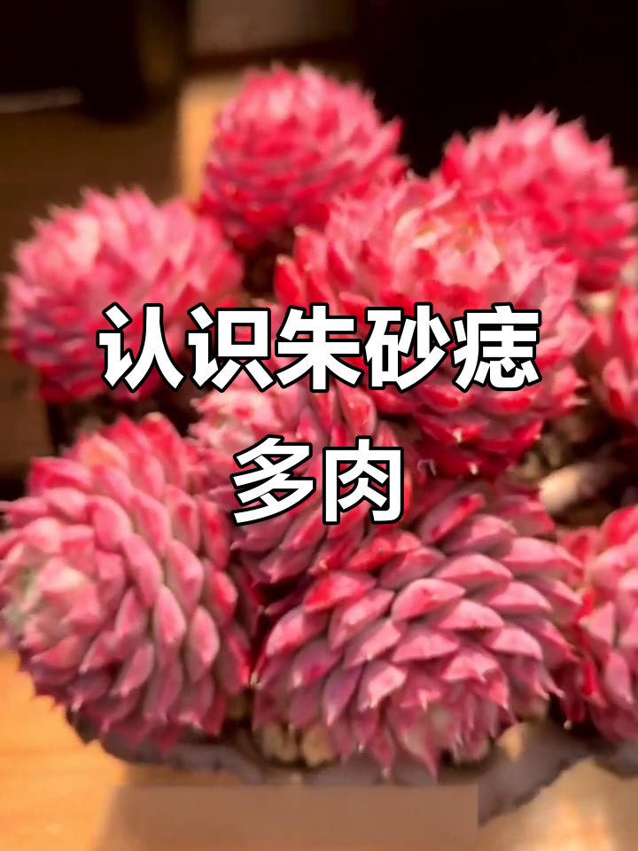 朱砂痣多肉植物：莲座状叶片与粉红色彩的完美结合