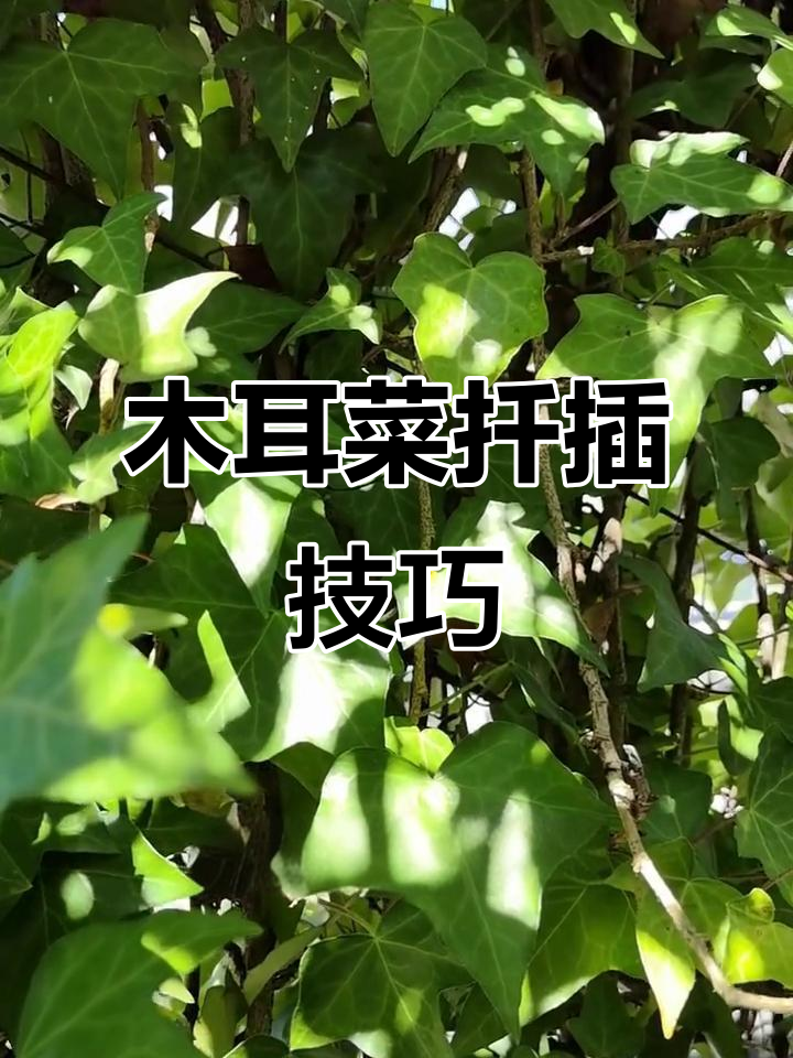 扦插木耳菜,轻松上手,成活率超高!