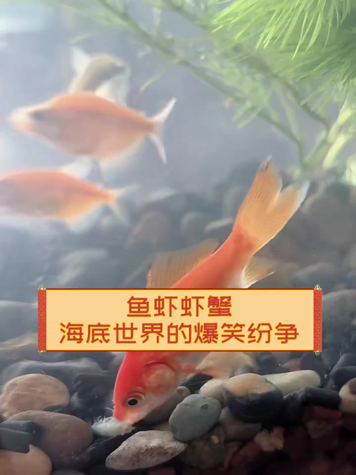 鱼虾虾蟹,海底世界的爆笑纷争