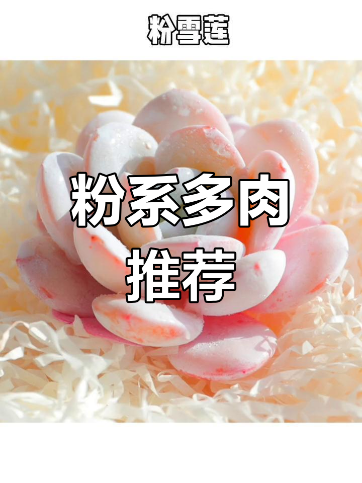 粉色多肉大集合,慢慢收藏