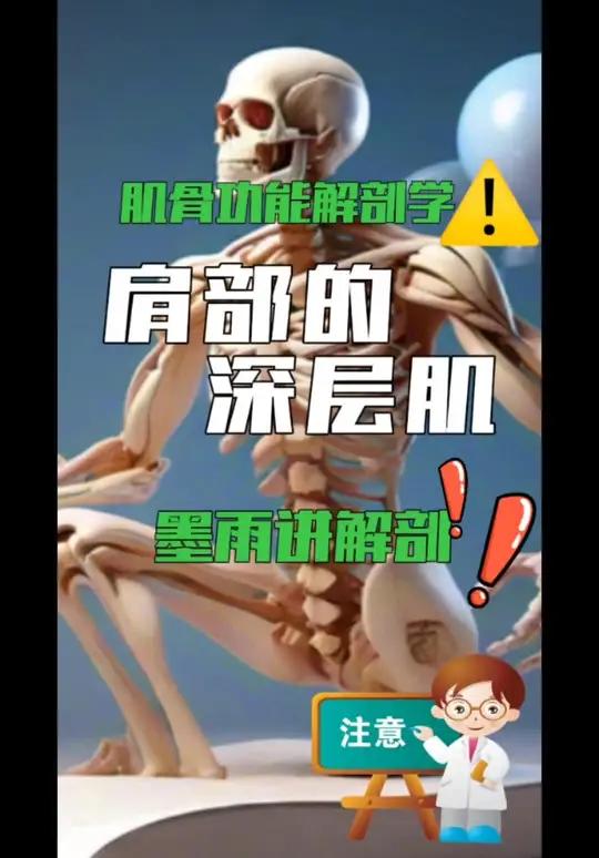 肩部的深层肌 干货分享 康复运动 人体结构 解剖 运动解剖