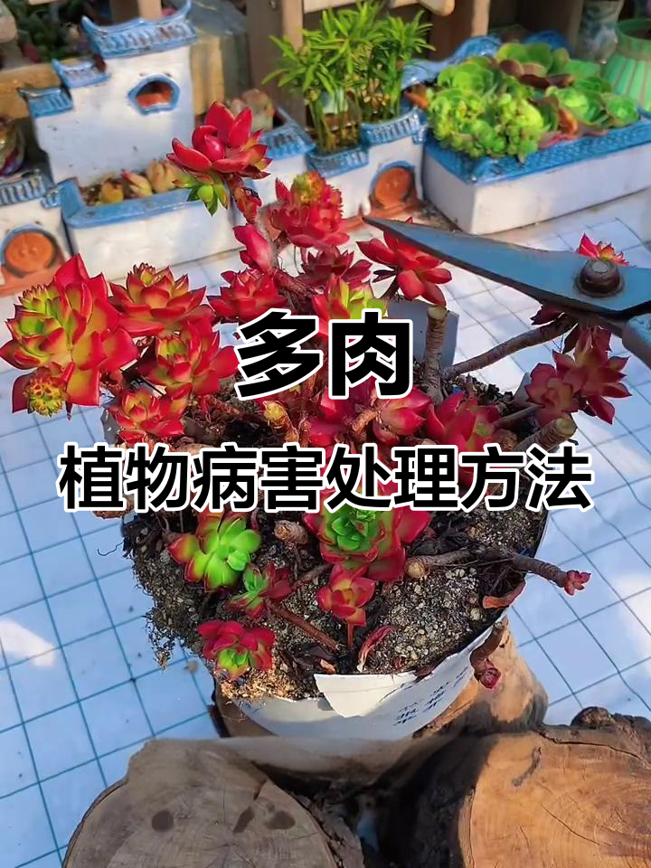 多肉植物感染病菌怎么办?教你正确处理与养护技巧