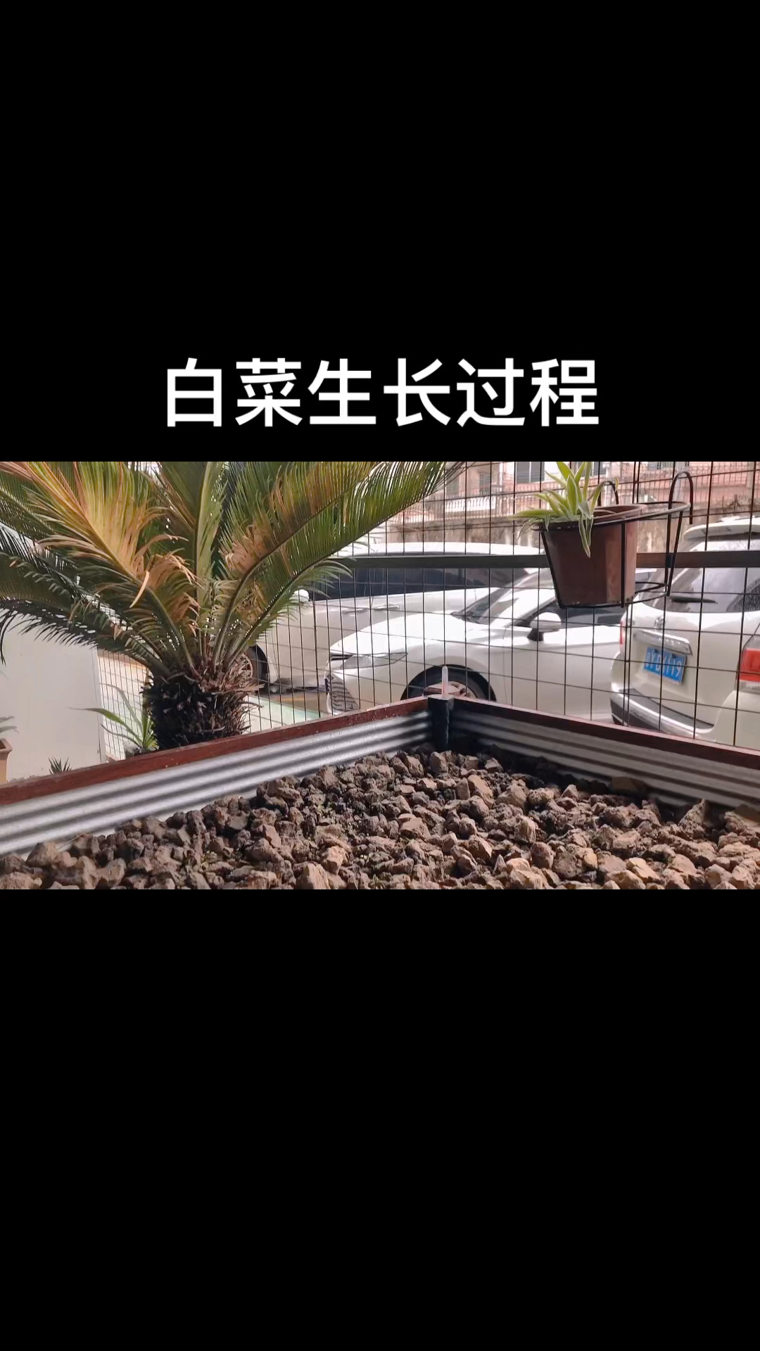 白菜生长过程