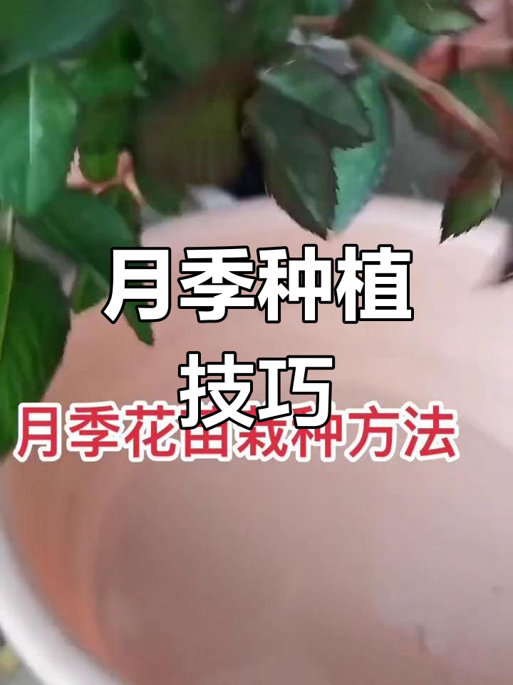 月季花苗成活秘诀,修剪与养护全攻略