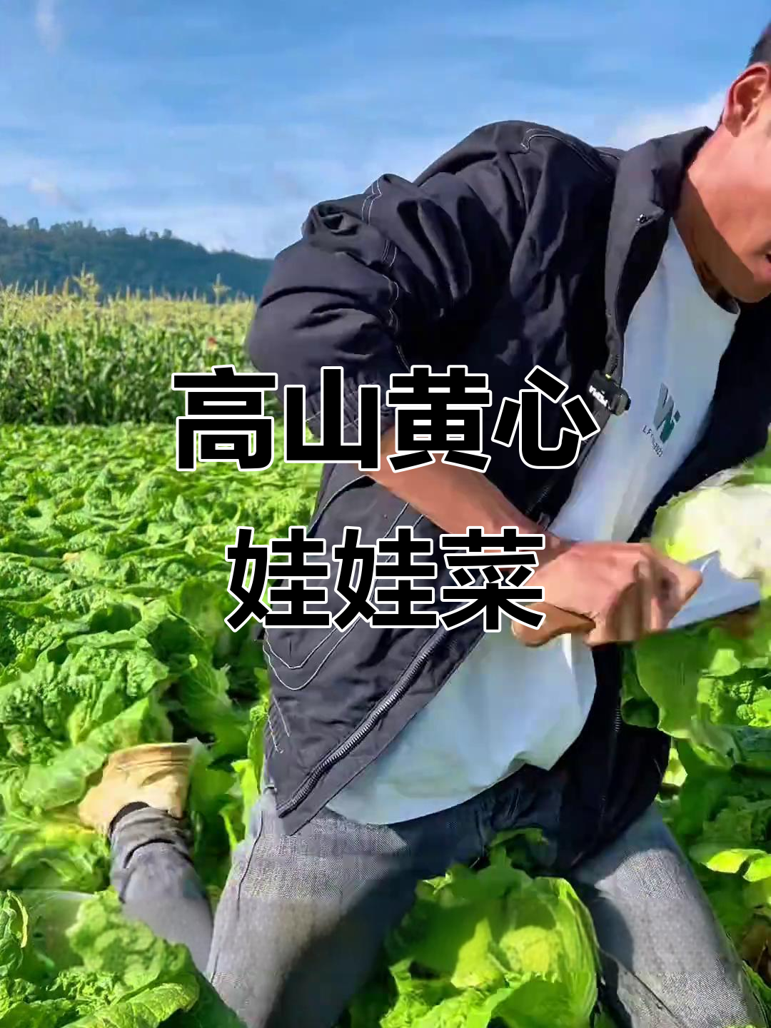 云南高山娃娃菜,甜脆又好吃!