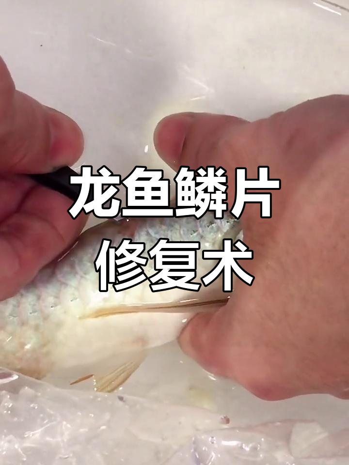 金龙鱼鳞片烂掉,拔除后恢复健康
