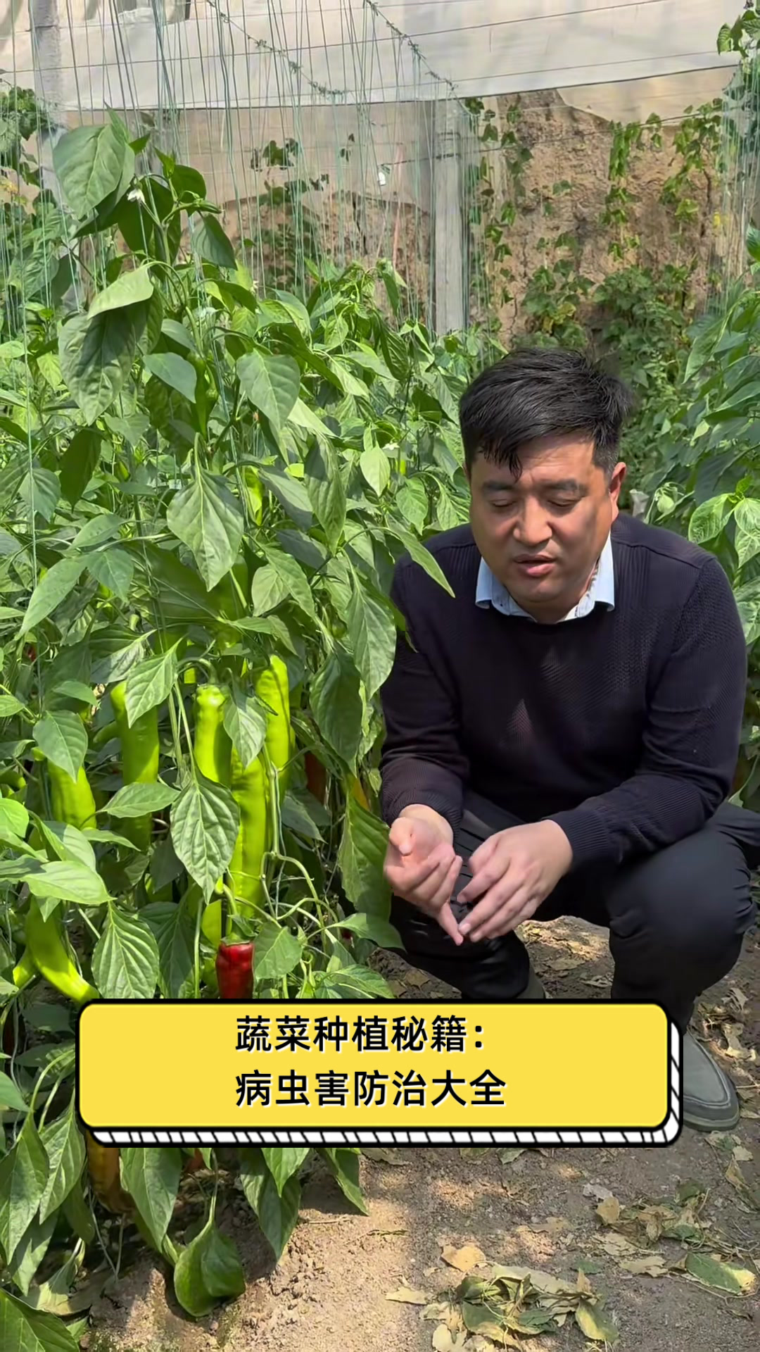 蔬菜种植秘籍:病虫害防治大全