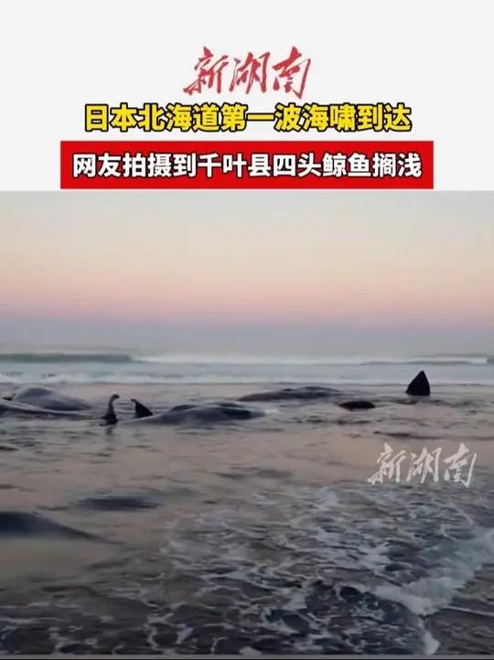 日本北海道第一波海啸到达，网友拍摄到千叶县四头鲸鱼搁浅