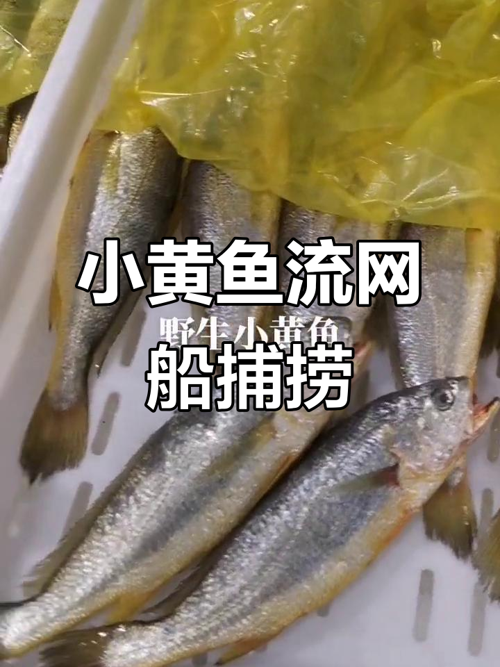 舟山野生小黄鱼捕捞现场,新鲜度十足,规格多样