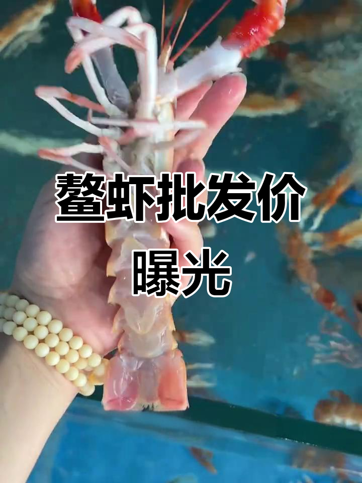上海江阳市场鳌虾价格大揭秘,九月五日行情四百元