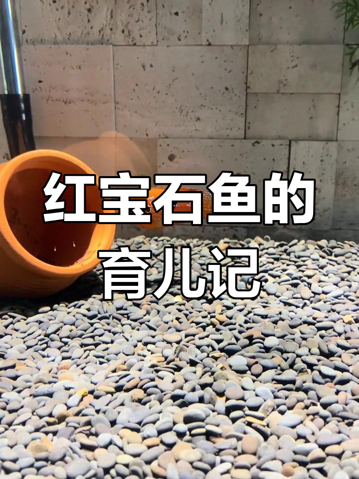 红宝石鱼如何照顾自己的孩子,竟然能分辨出食物与亲生子女