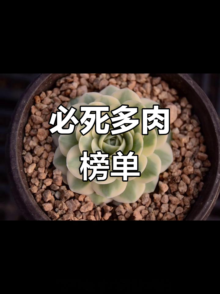 多肉植物死亡名单:这些品种最容易挂掉