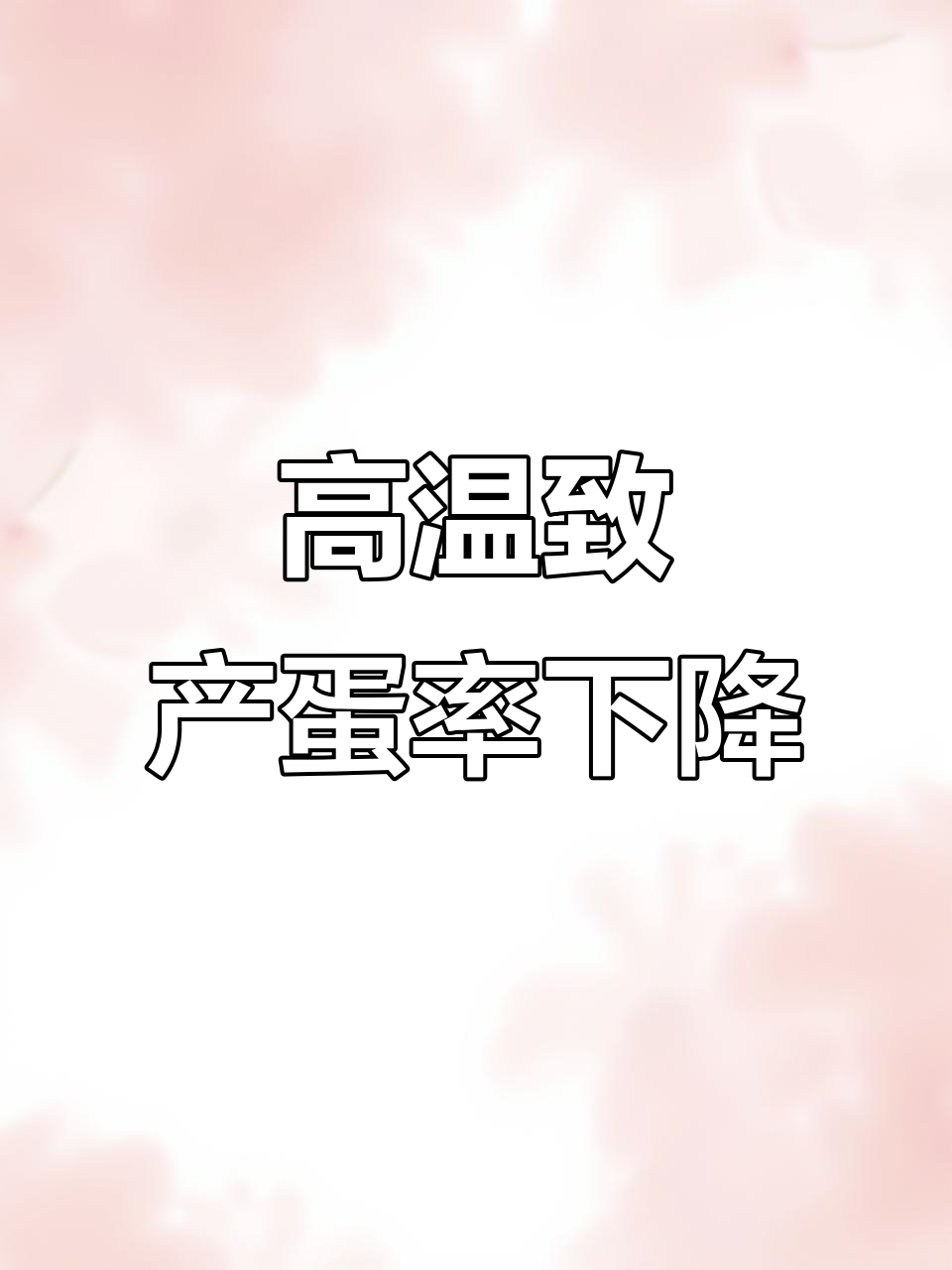 鸡冠变薄倒冠?夏季高温如何应对