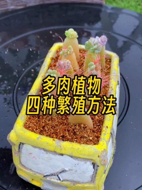 多肉植物的四种繁殖方法