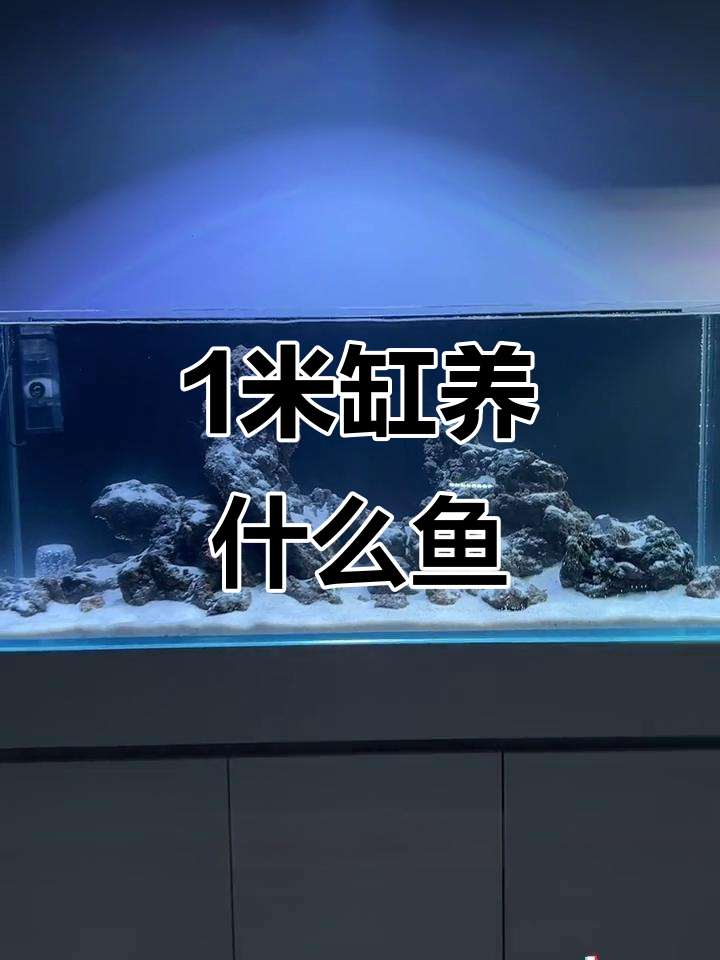 一米缸造景完成,选什么鱼最合适?