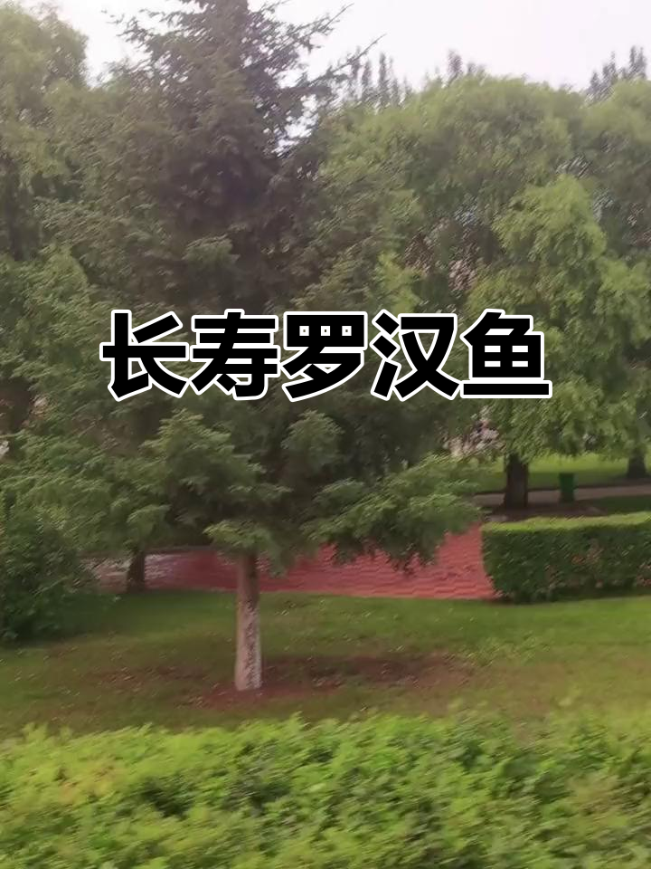 寿星罗汉鱼:神秘长寿的象征