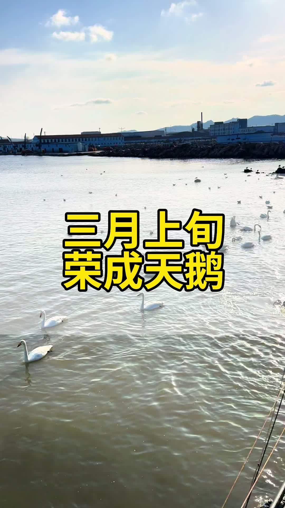 带游客来威海荣成看天鹅和海草房 每年4月威海荣成烟墩角村的天鹅就回西伯利亚了,现在三月上旬