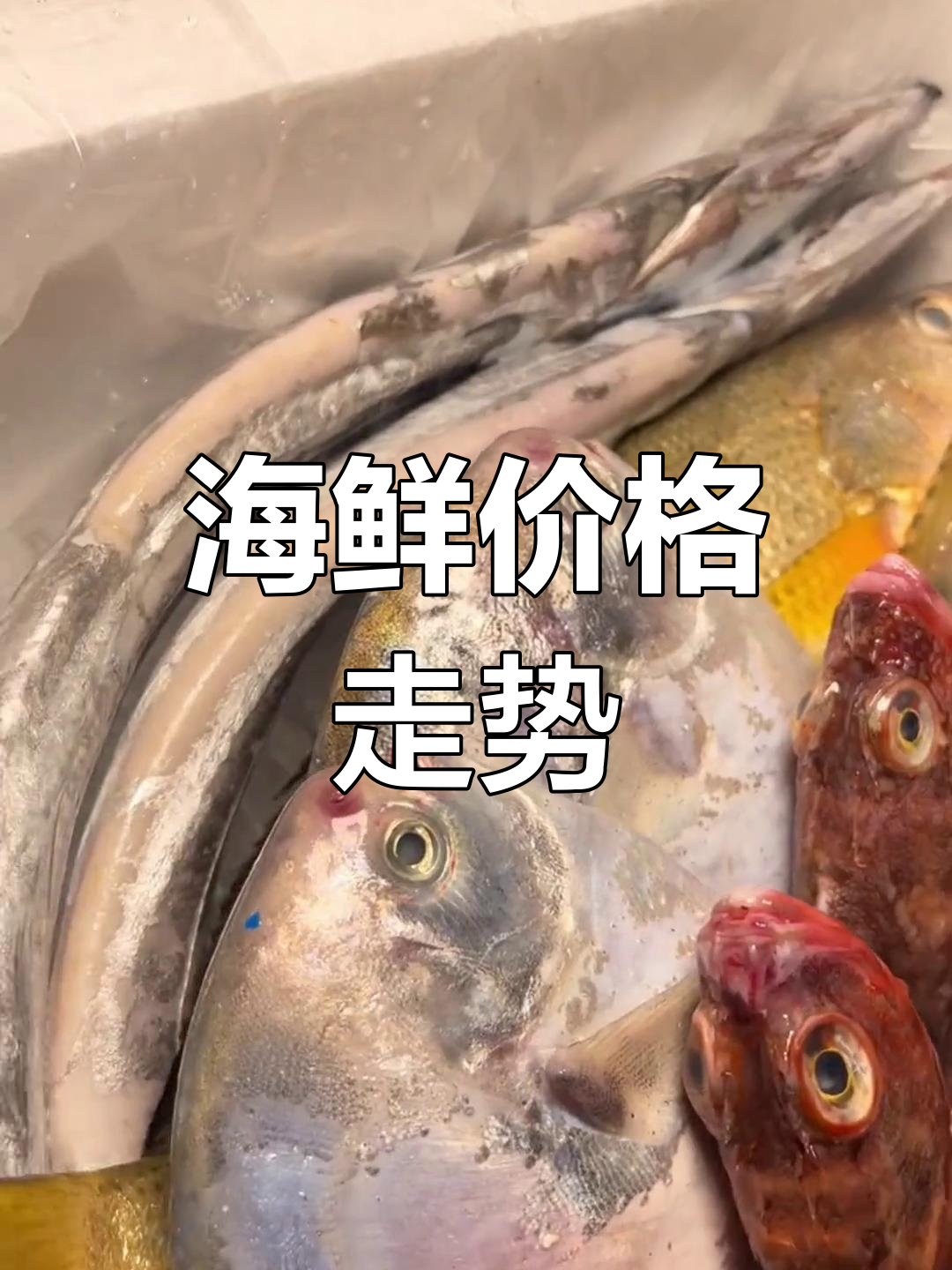 2025年1月海鲜市场行情