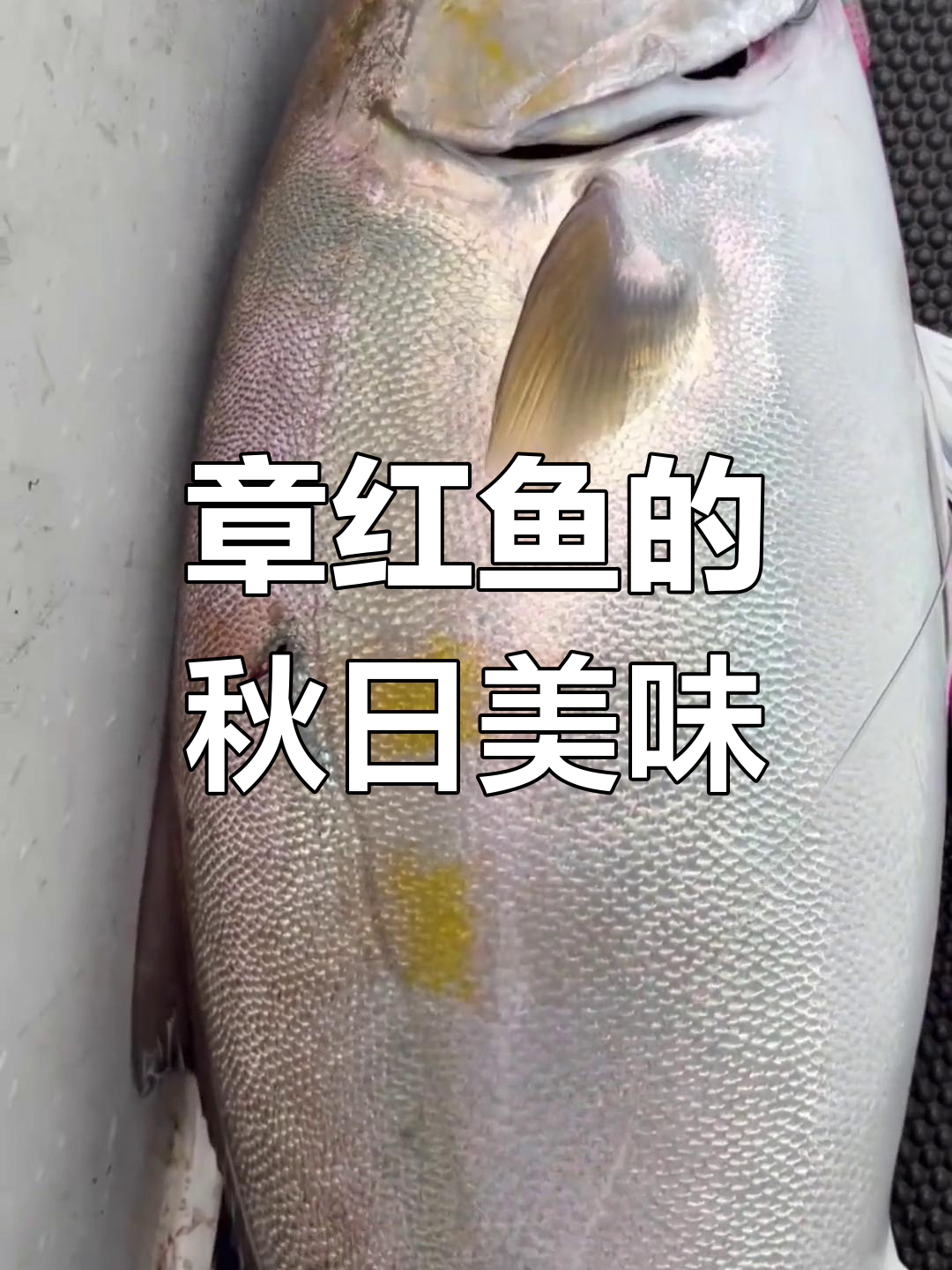 秋季章红鱼,肉质鲜美,口感独特,刺少味浓