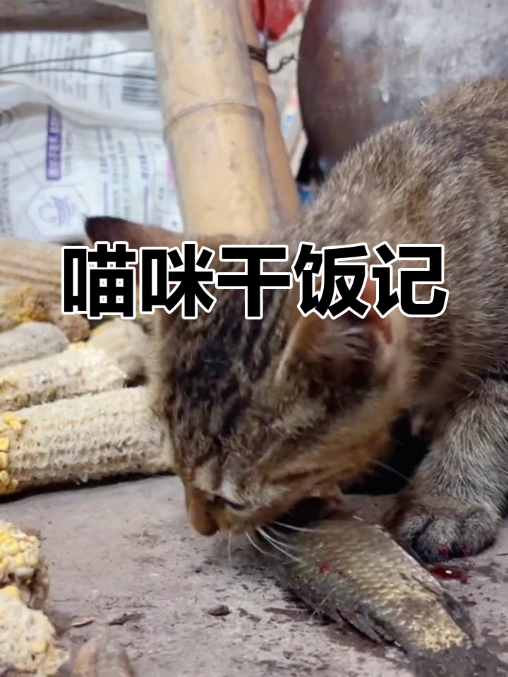 小猫吃大鱼,吃得超积极!吃完还洗脸睡觉