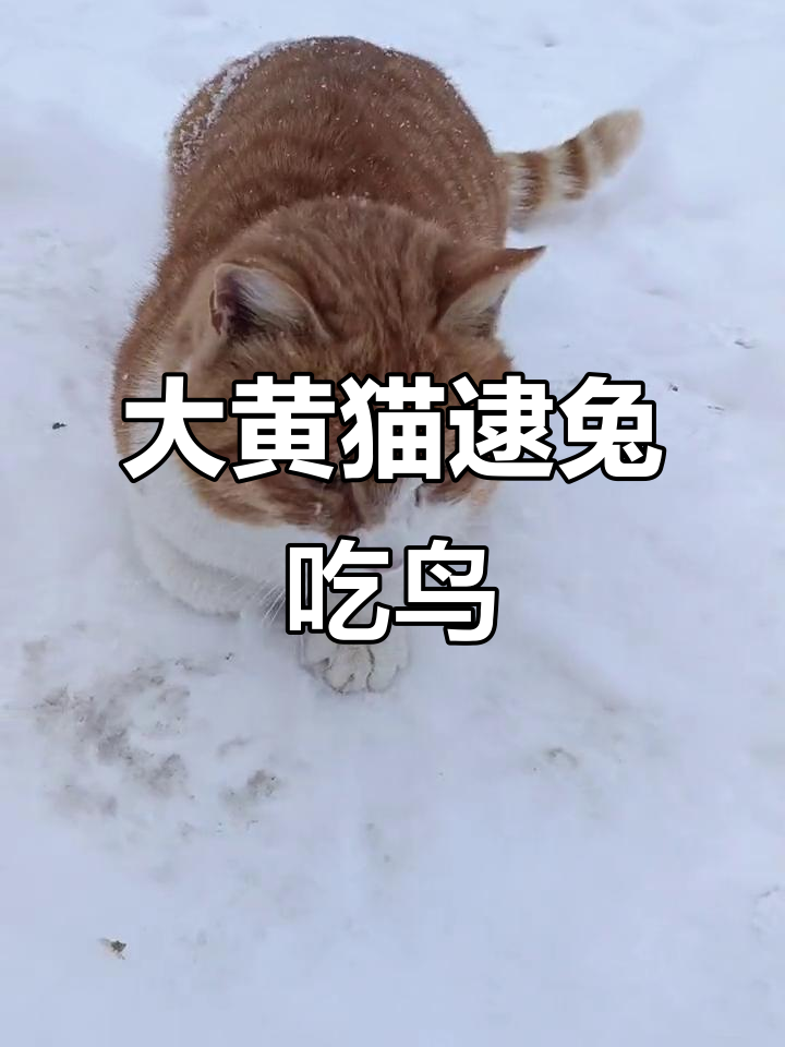 这只大黄猫雪地里抓野鸡,吃得肥成这样!