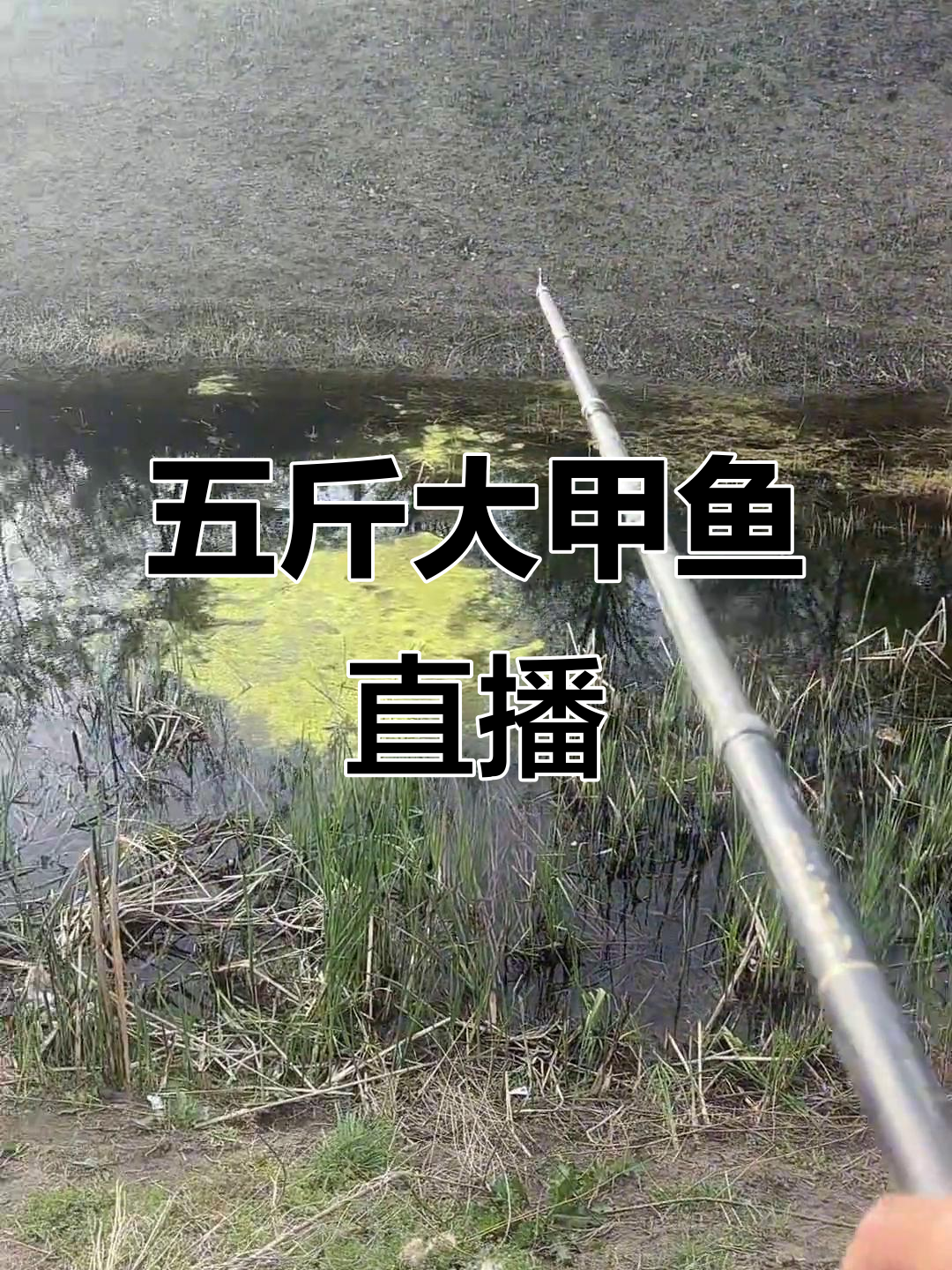 直播抓甲鱼,五斤起步的野生美味等你来尝