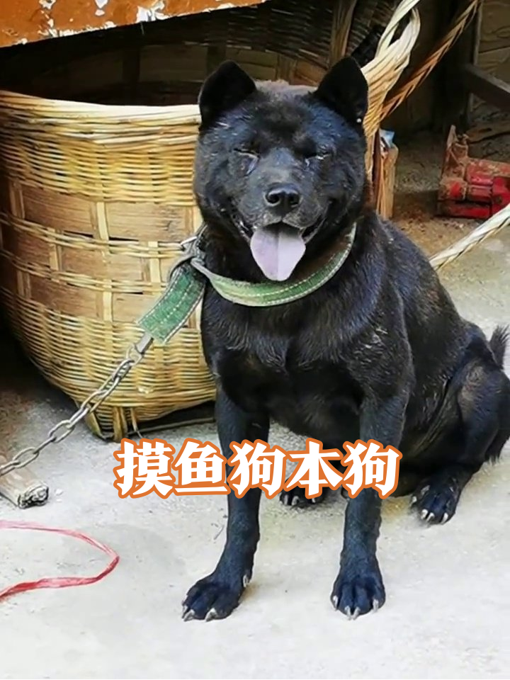 黑狗上班摸鱼名场面:监工秒变摆烂,网友:世另我